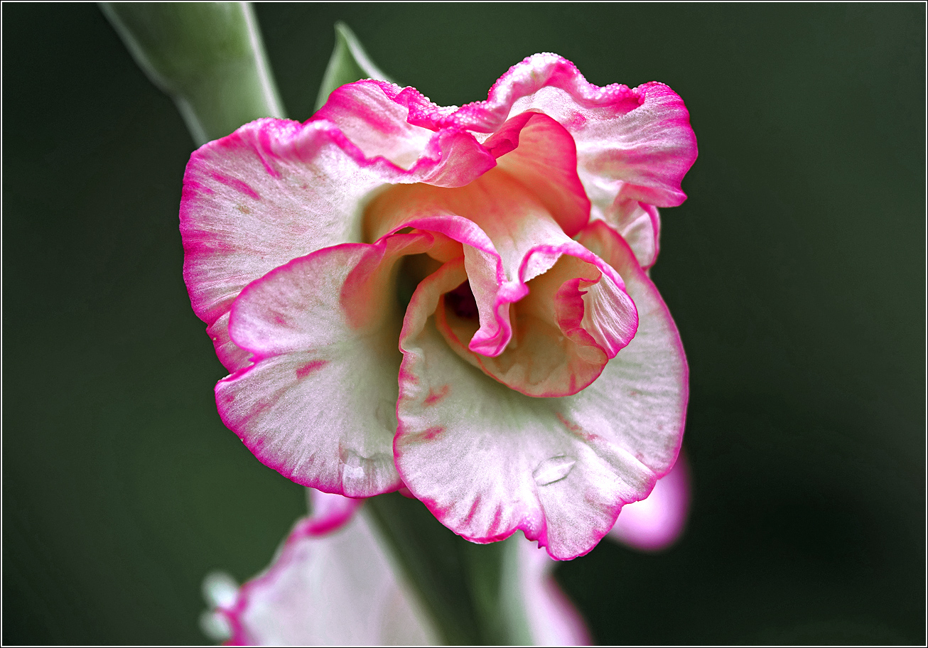 Image of Gladiolus &times; gandavensis specimen.