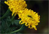 Tagetes erecta