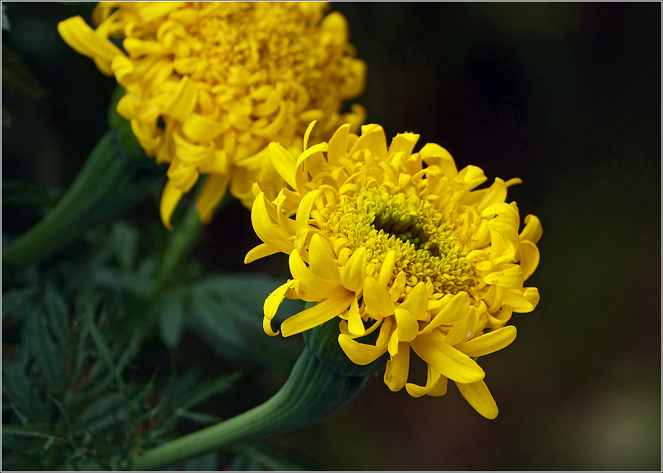 Image of Tagetes erecta specimen.