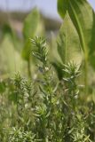 Lythrum thymifolia. Цветущие побеги на фоне листьев Alisma sp. Крым, предгорье, окр. с. Холмовка, берег пруда. 22.06.2024.