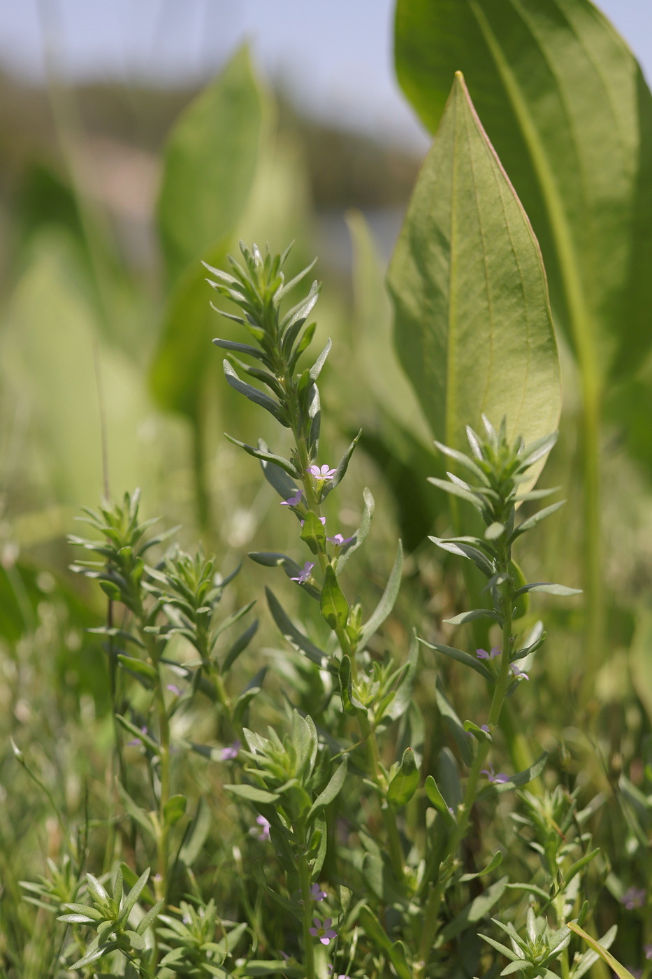 Image of Lythrum melanospermum specimen.