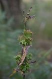 Cichorium intybus