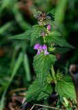 Lamium maculatum. Верхушка цветущего растения. Тверская обл., Конаковский р-н, долина р. Сестра, опушка смешанного леса. 07.09.2024.