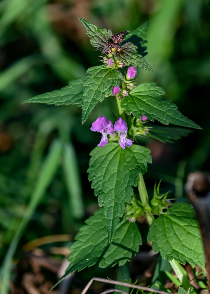 Изображение особи Lamium maculatum.