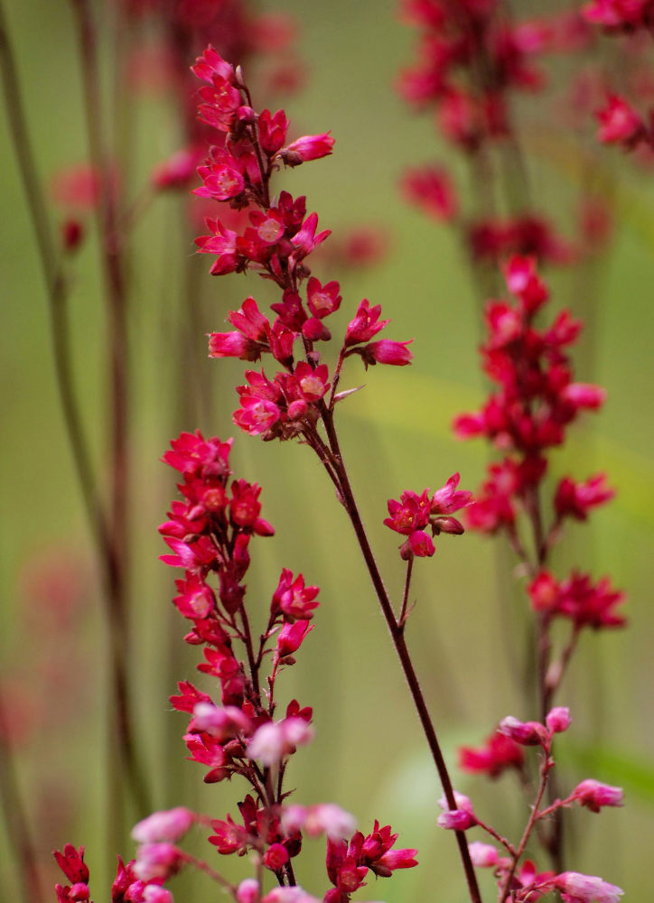 Image of Heuchera sanguinea specimen.