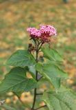 Clerodendrum bungei. Верхушка побега с соцветием. Краснодарский край, Черноморское побережье Кавказа, г. Новороссийск, в культуре. 10 ноября 2024 г.