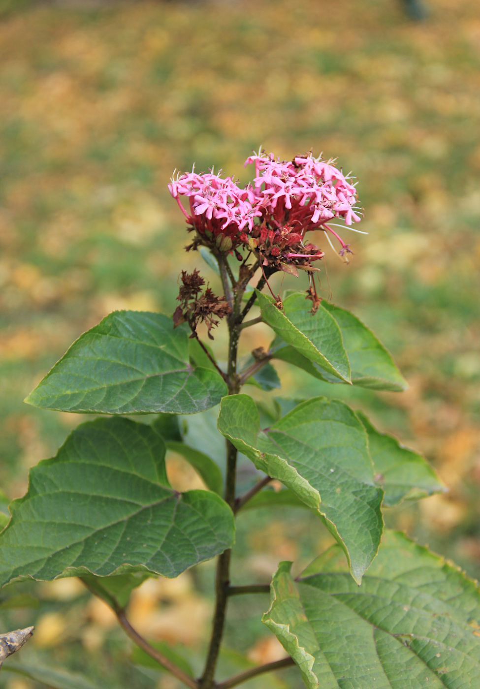 Image of Clerodendrum bungei specimen.