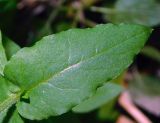 Myosoton aquaticum