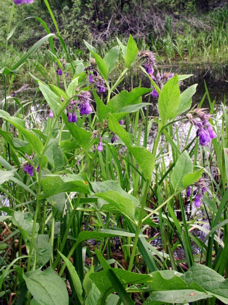 Image of Symphytum officinale specimen.