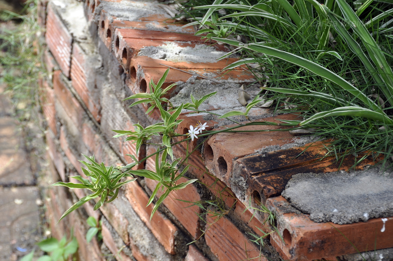 Image of Chlorophytum comosum specimen.