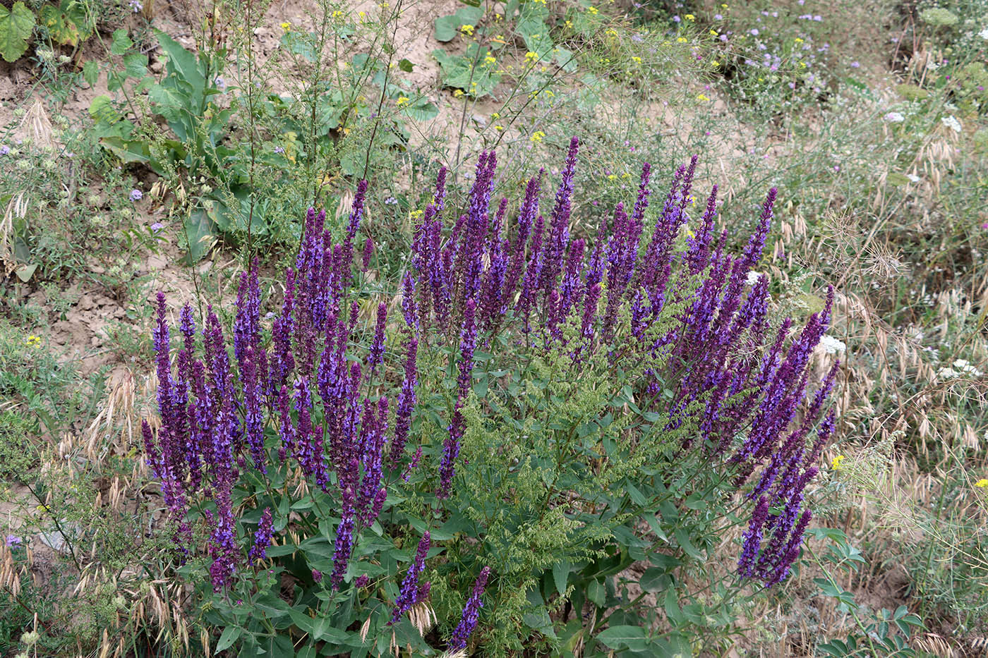 Изображение особи Salvia virgata.