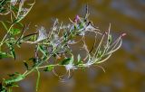 Epilobium hirsutum. Верхушка побега с раскрывающимися плодами. Московская обл., Пушкинский гор. округ, северо-восточное побережье Учинского водохранилища, у воды. 27.07.2024.