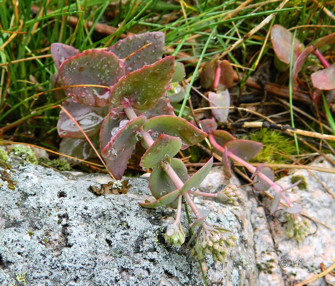 Image of genus Hylotelephium specimen.