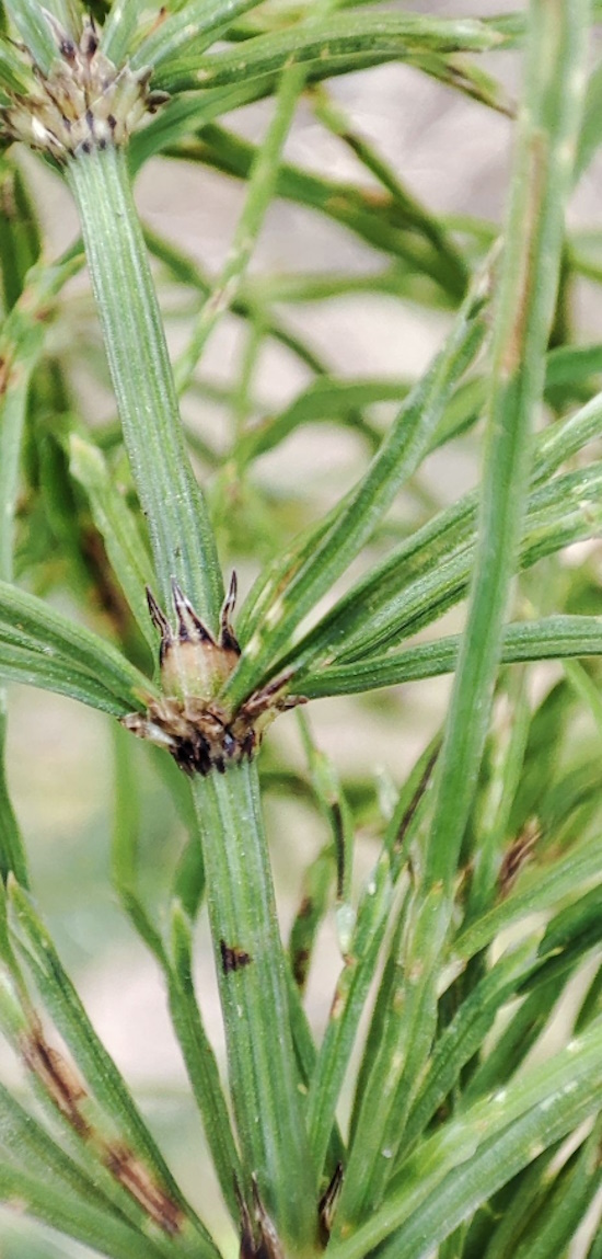 Image of Equisetum arvense specimen.
