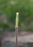 Tulipa altaica. Завязь. Казахстан, Восточно-Казахстанская обл., Глубоковский р-н, окр. с. Кожохово, южный щебнистый склон сопки, редкие кустарники. 04.05.2024.