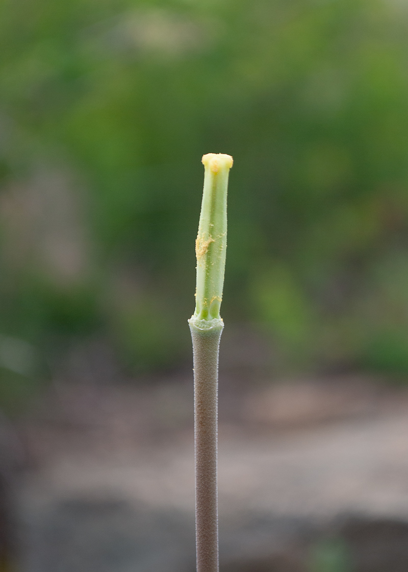 Image of Tulipa altaica specimen.