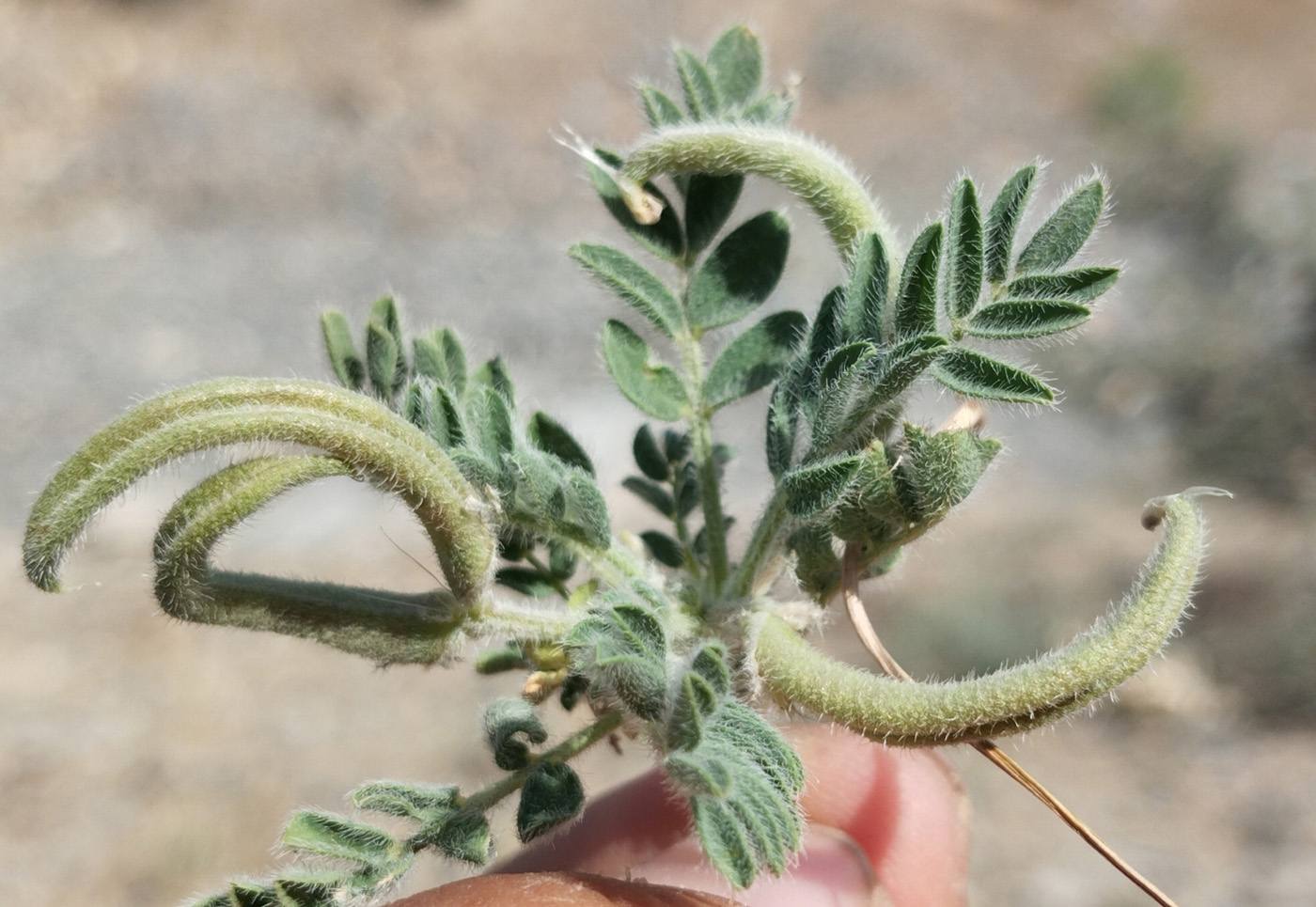 Image of Astragalus stalinskyi specimen.