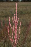 Atriplex patens