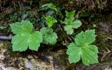 View full-size image Ranunculus cappadocicus