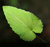 Смотреть изображение Viola albida