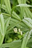 Смотреть изображение Polygonatum sewerzowii