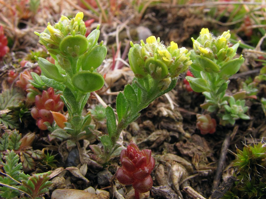 Image of Alyssum turkestanicum var. desertorum specimen.