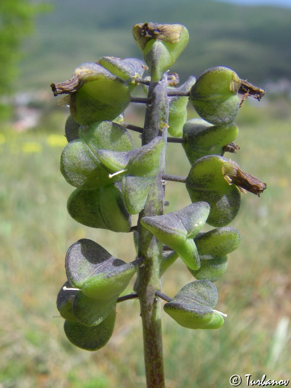 Изображение особи Muscari neglectum.