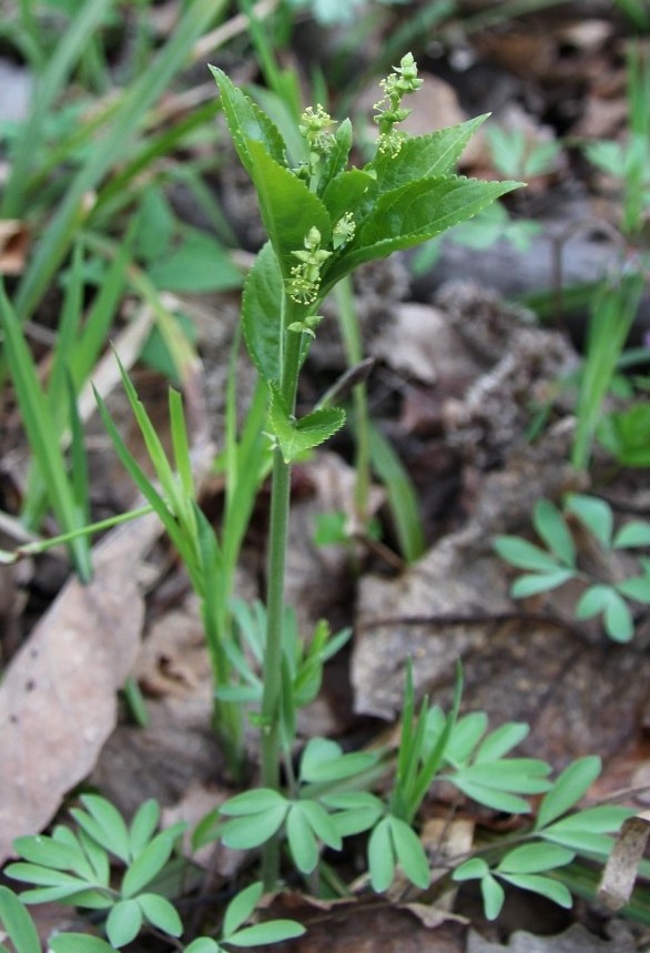 Image of Mercurialis perennis specimen.