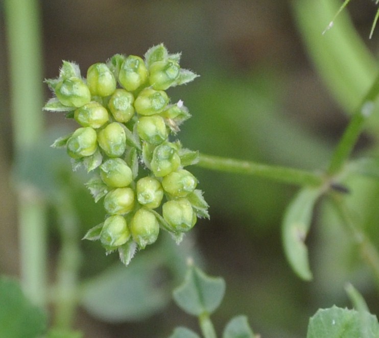 Изображение особи Valerianella pumila.