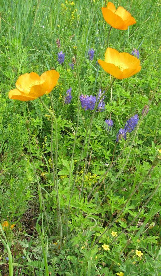 Image of Papaver rubro-aurantiacum specimen.