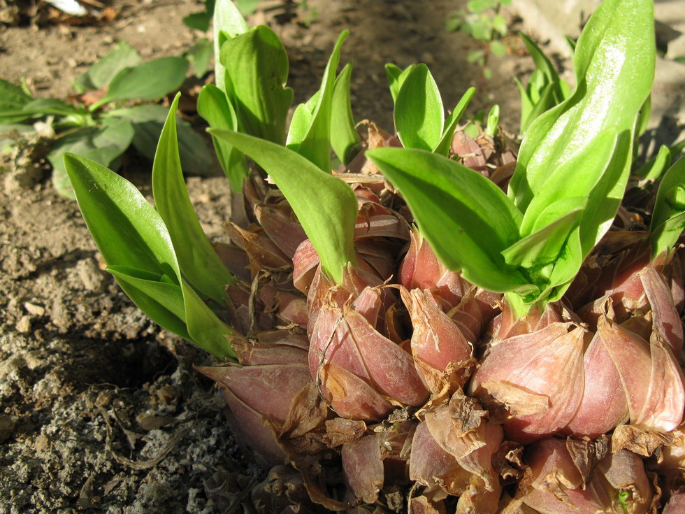 Image of Lilium candidum specimen.