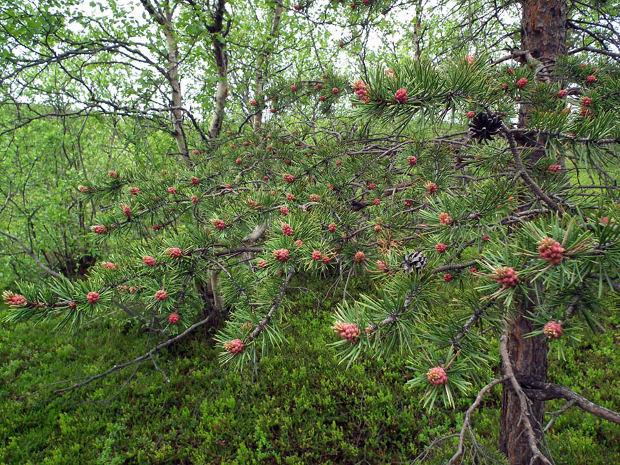 Image of Pinus friesiana specimen.