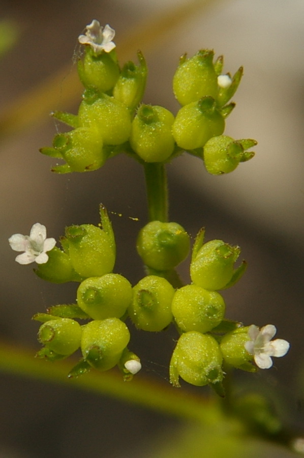 Image of Valerianella rimosa specimen.