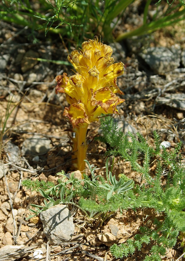 Image of Orobanche gigantea specimen.