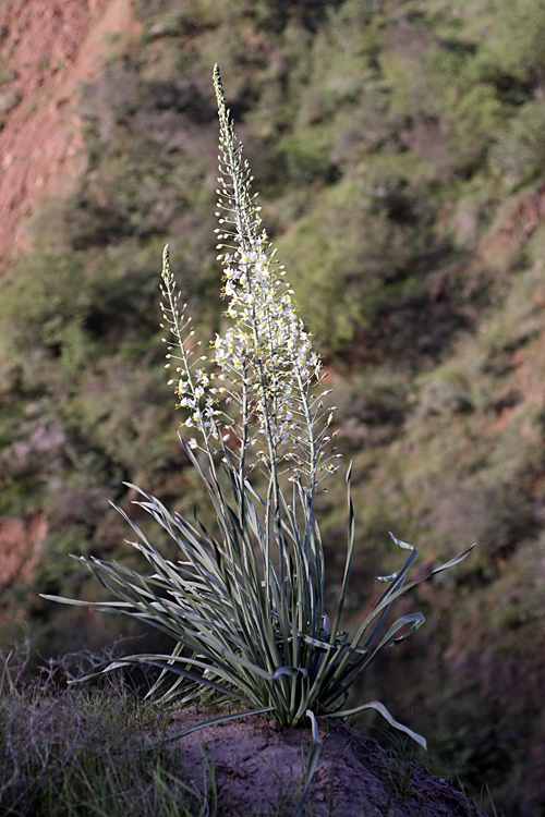 Изображение особи род Eremurus.