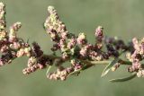 Chenopodium strictum