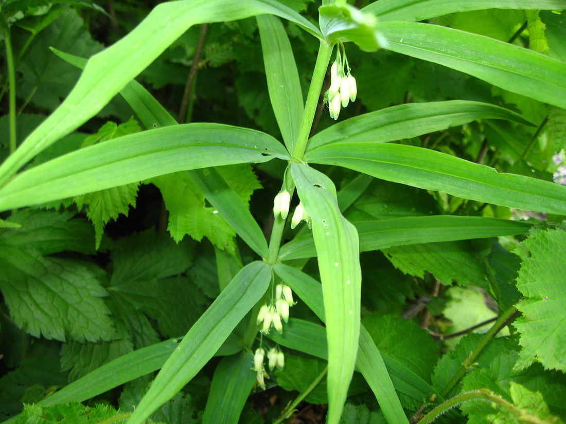 Изображение особи Polygonatum verticillatum.