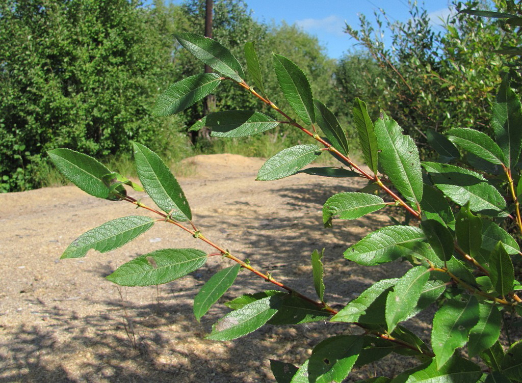 Image of Salix &times; tetrapla specimen.