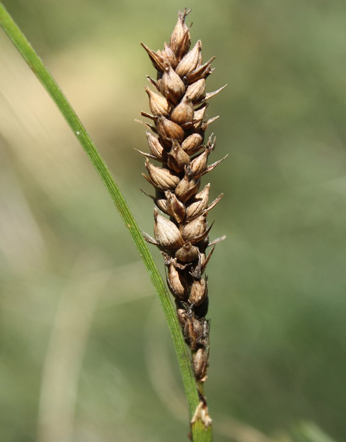 Image of Carex melanostachya specimen.