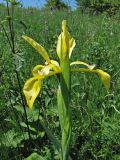 View full-size image Iris halophila