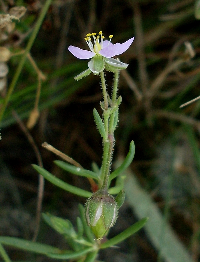 Image of Spergularia media specimen.