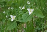 Trillium camschatcense. Цветущие растения. Южный Сахалин, Долинский р-н, р. Ай, долинный лес. 05.06.2011.