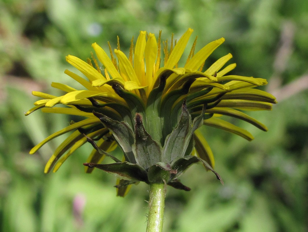 Изображение особи род Taraxacum.