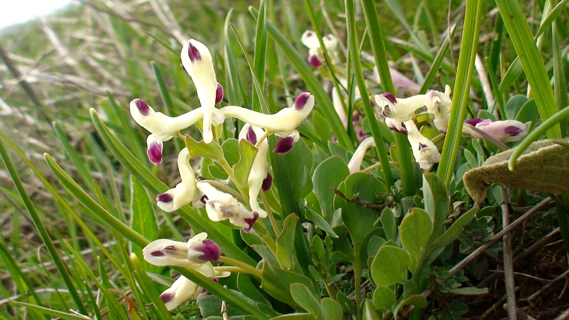 Изображение особи Corydalis erdelii.