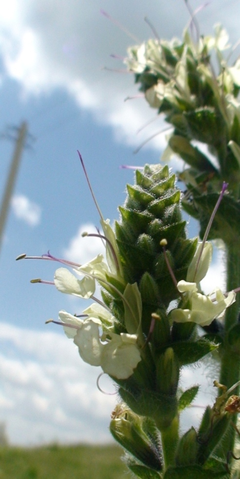 Image of Salvia armeniaca specimen.