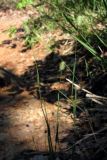 Phleum nodosum. Побеги с соцветиями. Южный Берег Крыма, гора Аюдаг. 5 июля 2012 г.