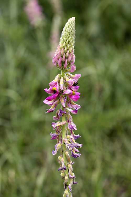 Изображение особи Onobrychis grandis.