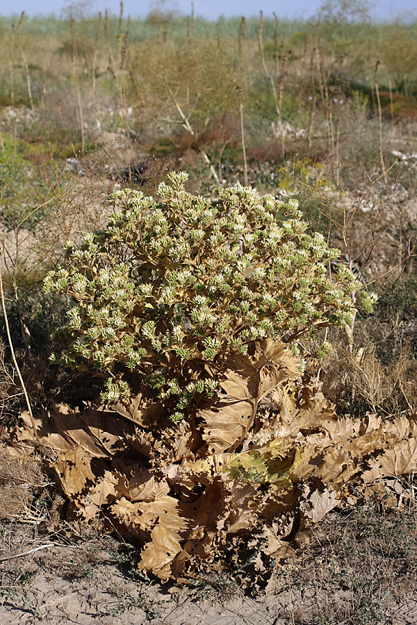 Image of Cousinia triflora specimen.