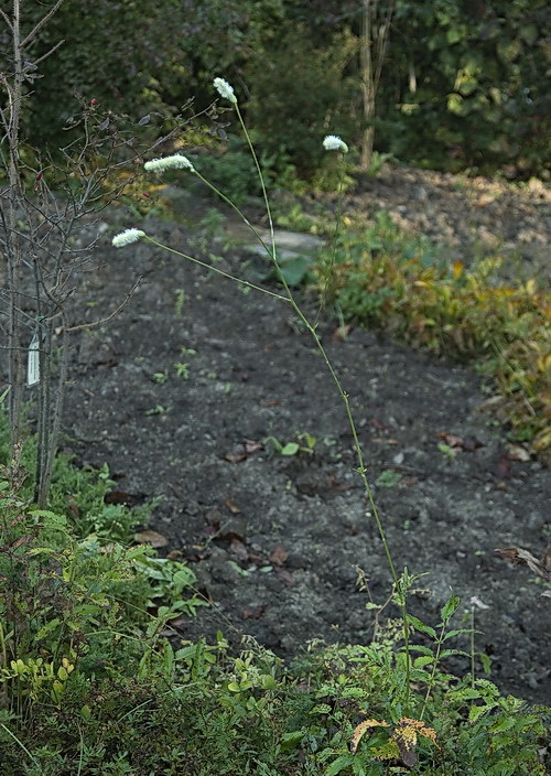 Image of genus Sanguisorba specimen.