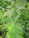 Cirsium pendulum. Средняя часть побега с нераспустившимися пазушными соцветиями. Владивосток, Ботанический сад-институт ДВО РАН. 25 августа 2012 г.